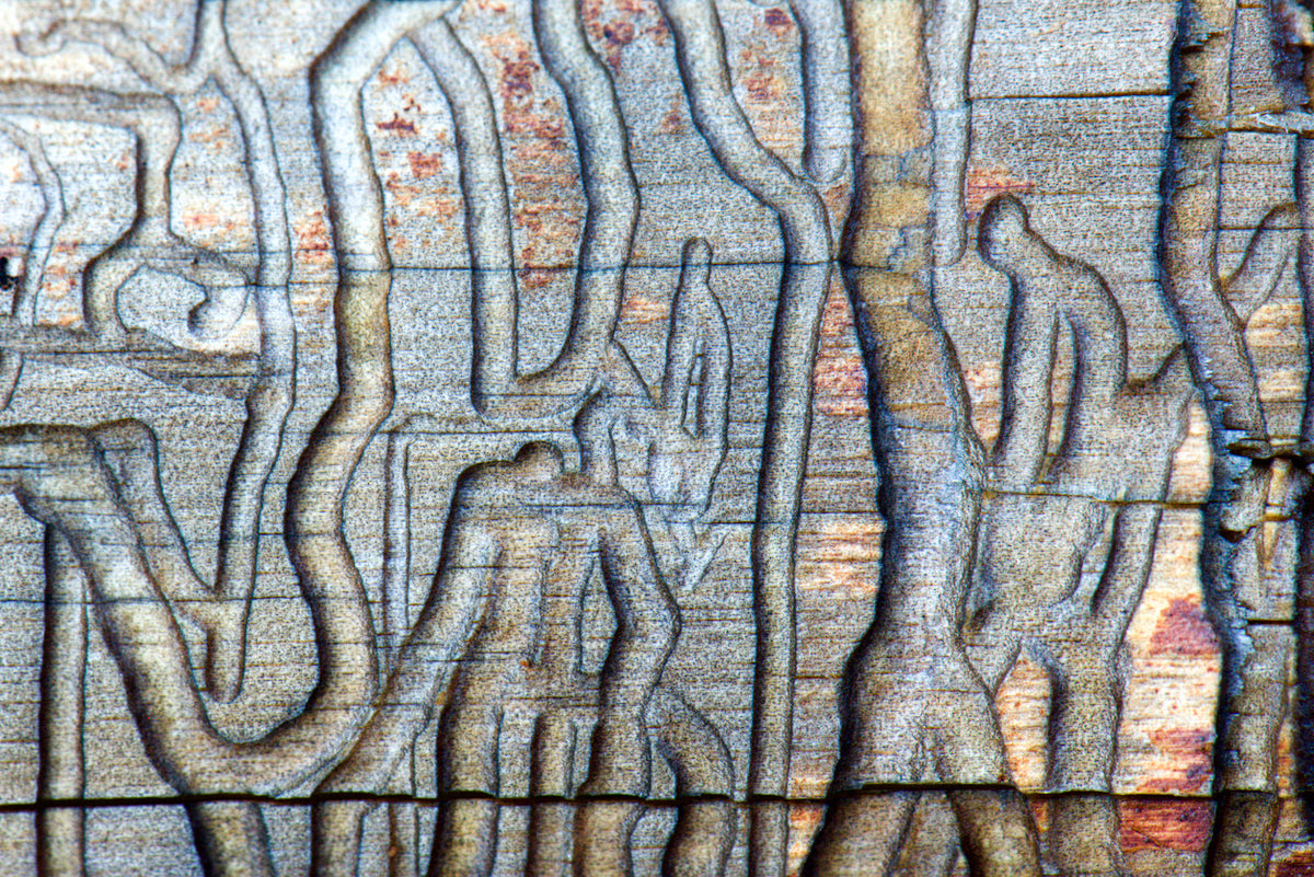 Kunstturnen