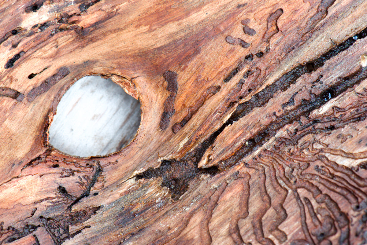 Astloch - Auge