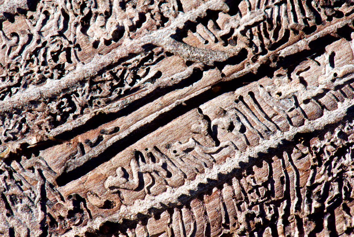 Hieroglyphen