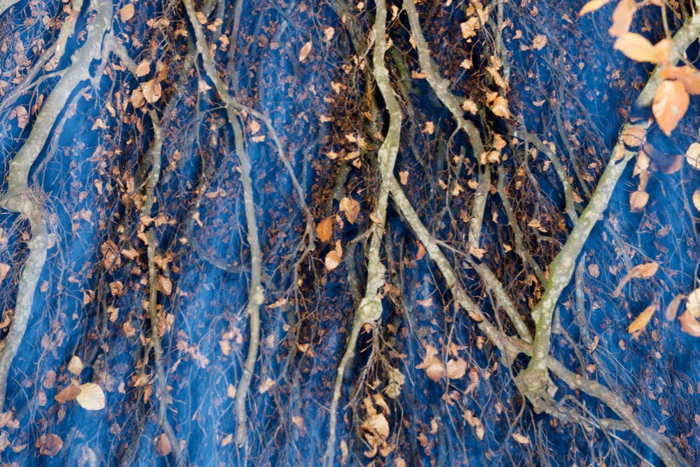 Buchenlaub im Herbst
