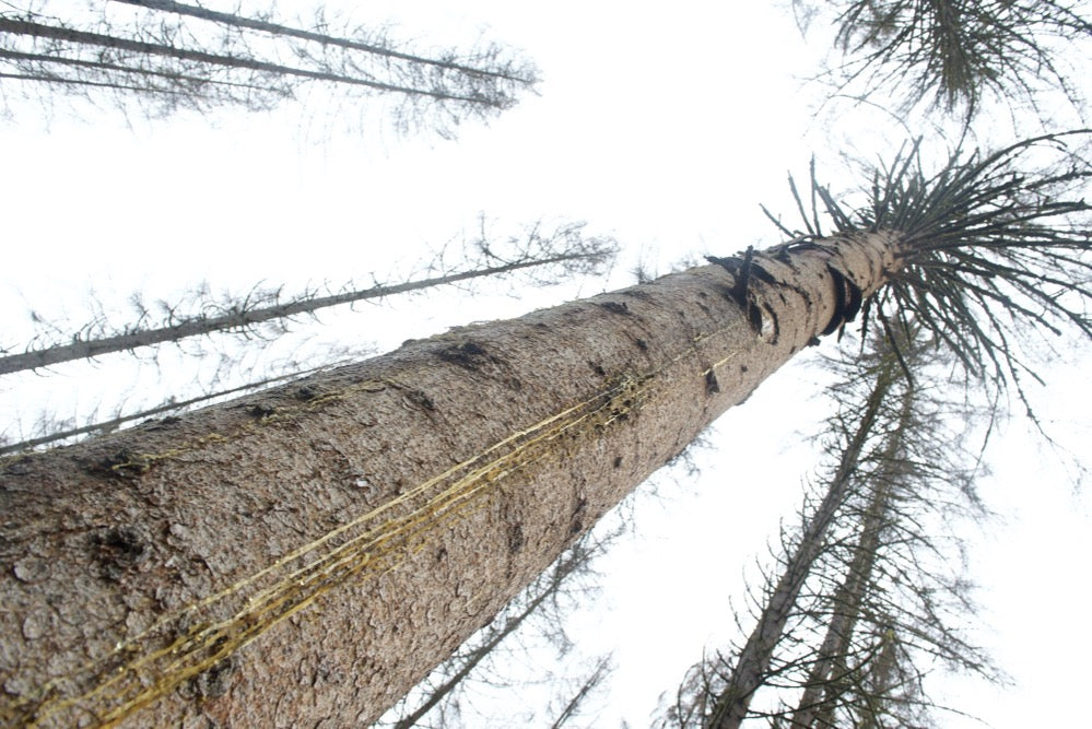 Der weinende Baum