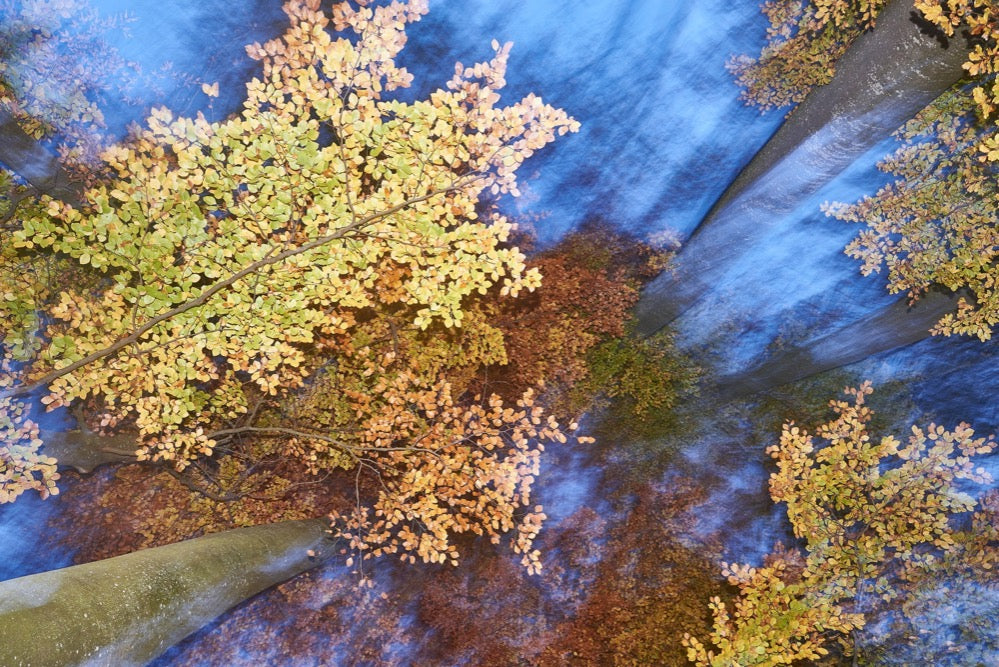 Herbstwald