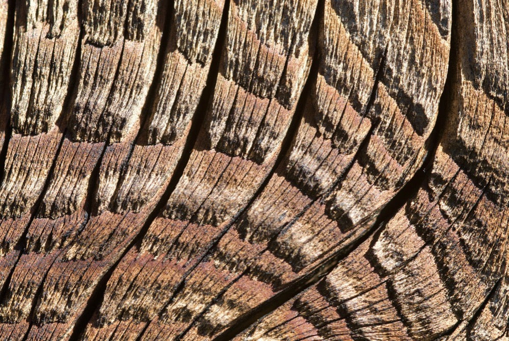 Klüfte im Holz