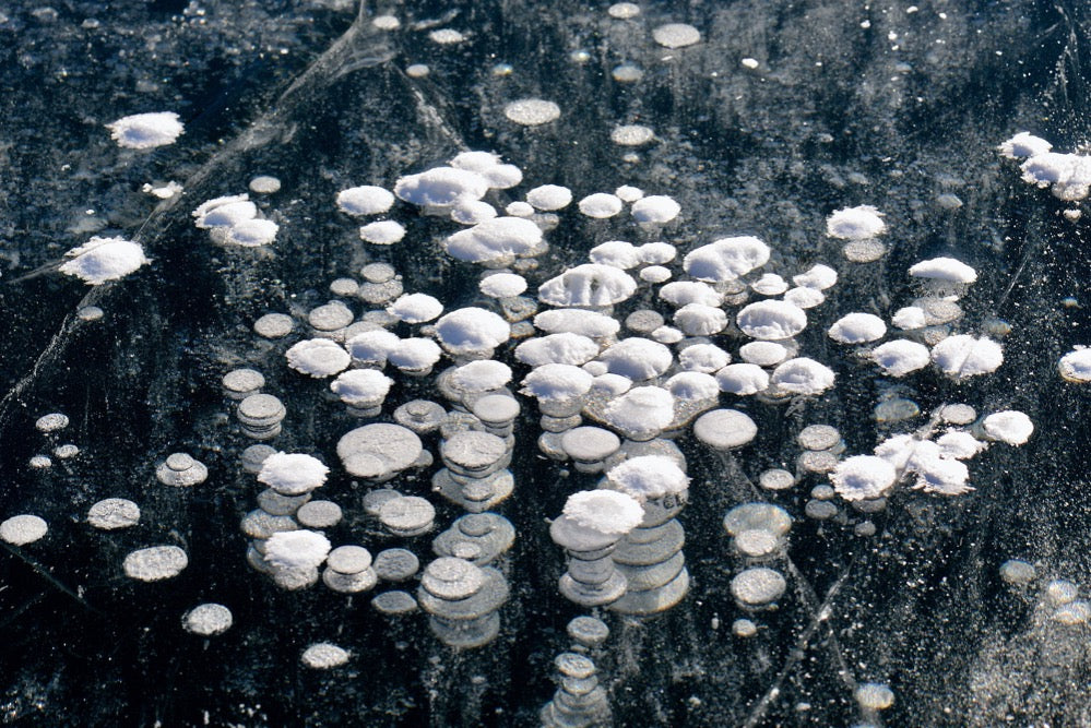 Seerosen auf Schwarzeis