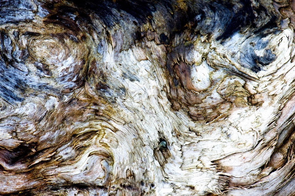 Silvanus