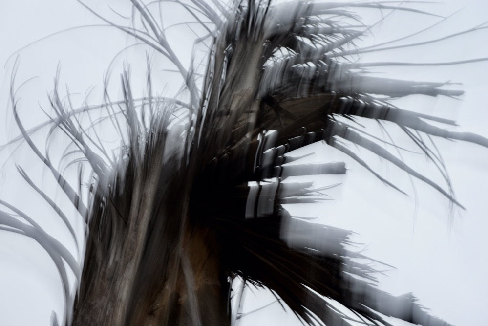 Waldgeist