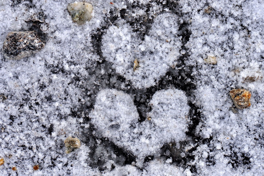 Zwei Herzen im Schnee