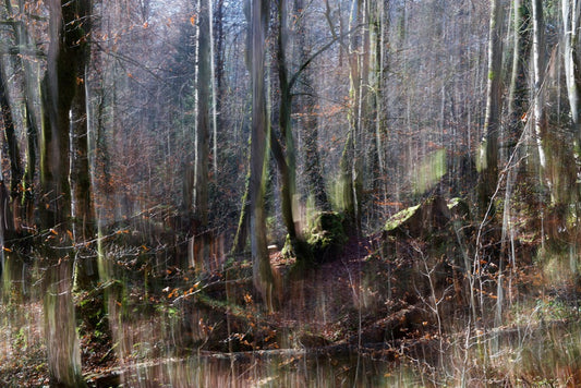 Chaos im Wald